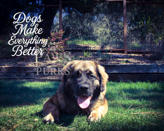 Dog Lovers Digital Download - Photo & Calligraphy Word Art Set (10 Images)