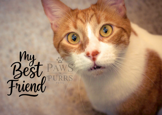 "My Best Friend" Digital Art & Photo Set – 5-Image Download