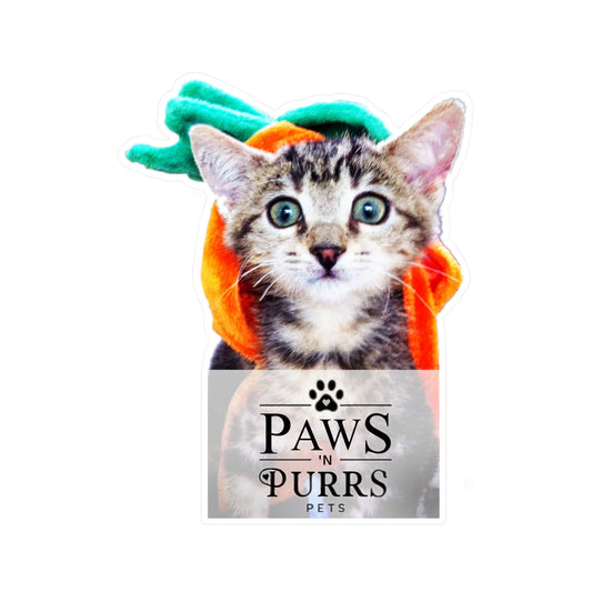 Pumpkin Head Kitten – Paws 'N Purrs Mascot Dawn Vinyl Sticker