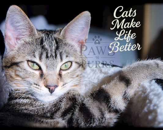 Cat Lovers Digital Download - Photo & Calligraphy Word Art Set (10 Images)