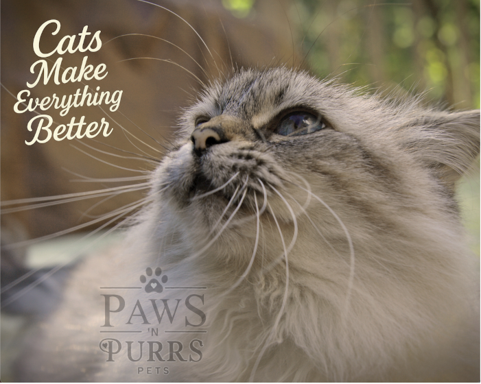 Cat Lovers Digital Download - Photo & Calligraphy Word Art Set (10 Images)