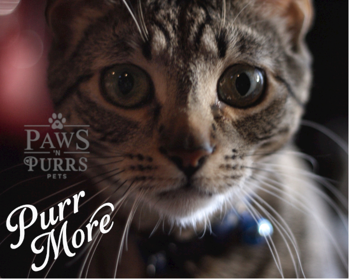 Cat Lovers Digital Download - Photo & Calligraphy Word Art Set (10 Images)