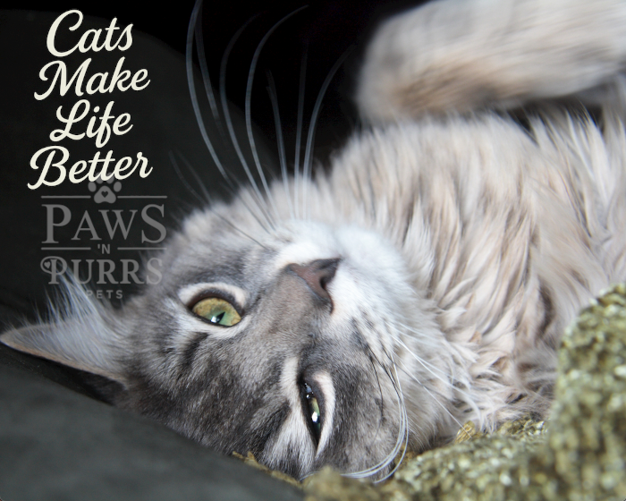 Cat Lovers Digital Download - Photo & Calligraphy Word Art Set (10 Images)