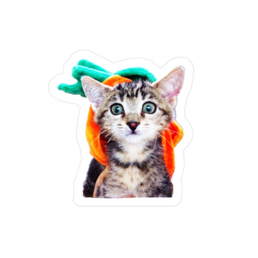 Pumpkin Head Kitten – Paws 'N Purrs PnP Mascot Dawn Vinyl Sticker