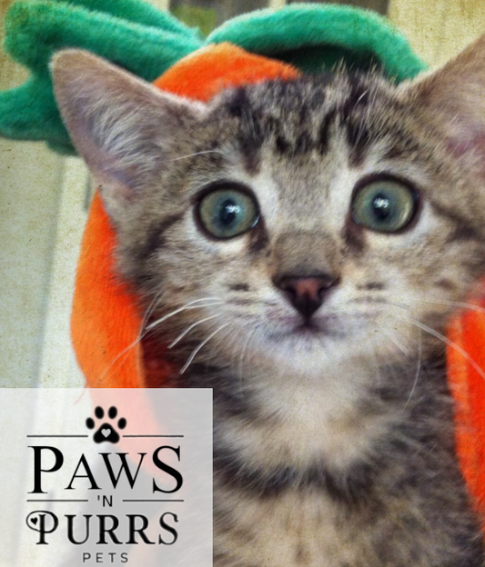Paws N Purrs Pets – Digital Gift Card